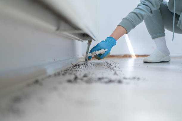 Best Wasp Removal Services  in Clayton, MO